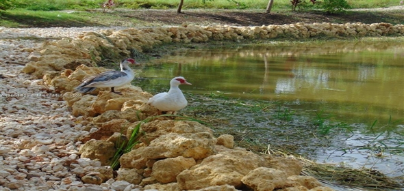 Macao , Punta Cana  Dominican Republic,  | Residential land