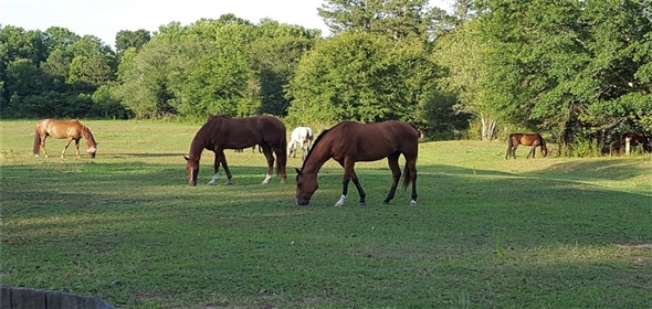 210 Kelly Bridge Road Dawsonville Georgia, 30534 | Stunning House and Equestrian Center Home