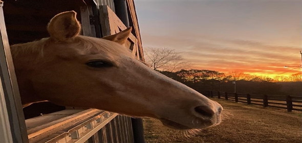 210 Kelly Bridge Road Dawsonville Georgia, 30534 | Stunning House and Equestrian Center Home