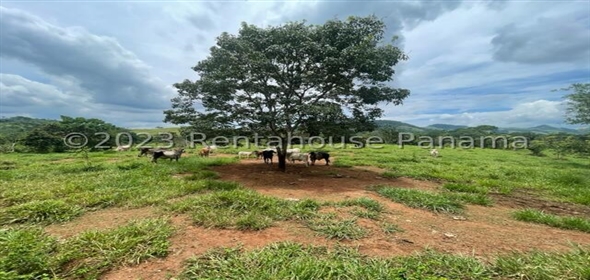 Finca en la Chorrera Carretera los mortales, , corregimiento obaldia, Lachorrera, Bocas Del Toro Bocas del Toro, 07127 | Commercial Property - Finca en La Chorrera