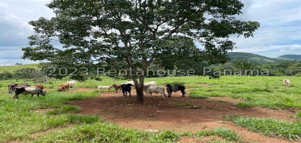 Finca en la Chorrera Carretera los mortales, , corregimiento obaldia, Lachorrera, Bocas Del Toro Bocas del Toro, 07127 | Commercial Property - Finca en La Chorrera