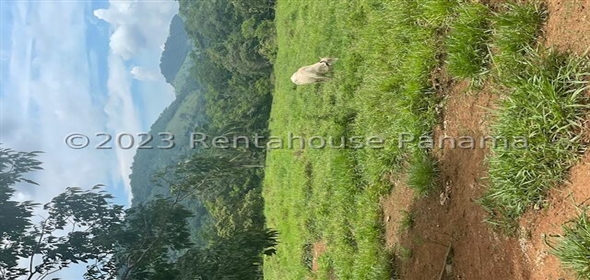 Finca en la Chorrera Carretera los mortales, , corregimiento obaldia, Lachorrera, Bocas Del Toro Bocas del Toro, 07127 | Commercial Property - Finca en La Chorrera