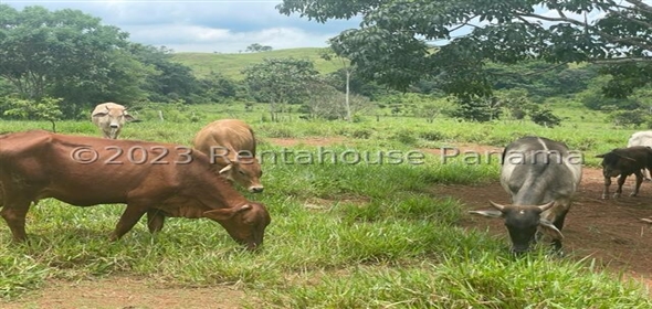 Finca en la Chorrera Carretera los mortales, , corregimiento obaldia, Lachorrera, Bocas Del Toro Bocas del Toro, 07127 | Commercial Property - Finca en La Chorrera