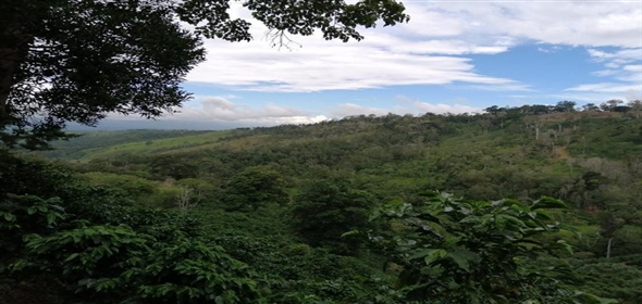 Caffe Land Ruta 43 a Rio Sereno, Santa Clara 093/083 Chiriqui Chiriqui, 04051 | Exclusive Caffe Land - Finca Cafetalera en Santa Clara