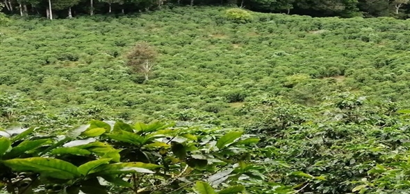 Caffe Land Ruta 43 a Rio Sereno, Santa Clara 093/083 Chiriqui Chiriqui, 04051 | Exclusive Caffe Land - Finca Cafetalera en Santa Clara