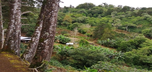 Caffe Land Ruta 43 a Rio Sereno, Santa Clara 093/083 Chiriqui Chiriqui, 04051 | Exclusive Caffe Land - Finca Cafetalera en Santa Clara