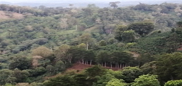 Caffe Land Ruta 43 a Rio Sereno, Santa Clara 093/083 Chiriqui Chiriqui, 04051 | Exclusive Caffe Land - Finca Cafetalera en Santa Clara