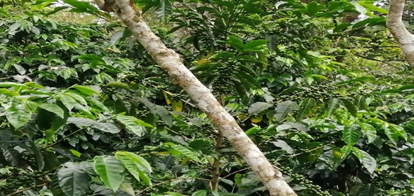 Caffe Land Ruta 43 a Rio Sereno, Santa Clara 093/083 Chiriqui Chiriqui, 04051 | Exclusive Caffe Land - Finca Cafetalera en Santa Clara