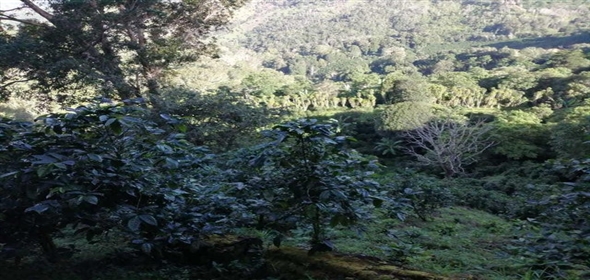 Caffe Land Ruta 43 a Rio Sereno, Santa Clara 093/083 Chiriqui Chiriqui, 04051 | Exclusive Caffe Land - Finca Cafetalera en Santa Clara