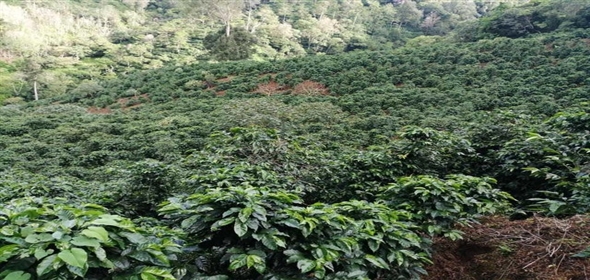 Caffe Land Ruta 43 a Rio Sereno, Santa Clara 093/083 Chiriqui Chiriqui, 04051 | Exclusive Caffe Land - Finca Cafetalera en Santa Clara