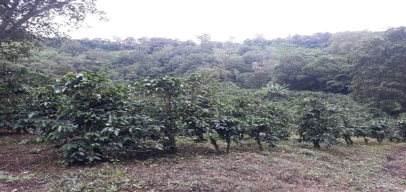 Caffe Land Ruta 43 a Rio Sereno, Santa Clara 093/083 Chiriqui Chiriqui, 04051 | Exclusive Caffe Land - Finca Cafetalera en Santa Clara