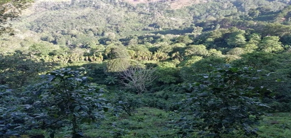 Caffe Land Ruta 43 a Rio Sereno, Santa Clara 093/083 Chiriqui Chiriqui, 04051 | Exclusive Caffe Land - Finca Cafetalera en Santa Clara