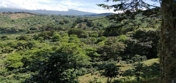 Caffe Land Ruta 43 a Rio Sereno, Santa Clara 093/083 Chiriqui Chiriqui, 04051 | Exclusive Caffe Land - Finca Cafetalera en Santa Clara