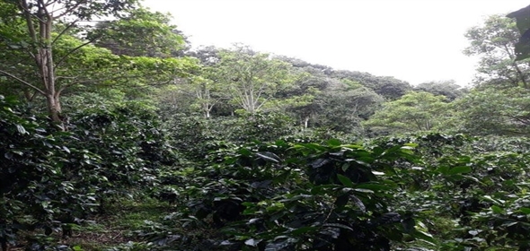 Caffe Land Ruta 43 a Rio Sereno, Santa Clara 093/083 Chiriqui Chiriqui, 04051 | Exclusive Caffe Land - Finca Cafetalera en Santa Clara