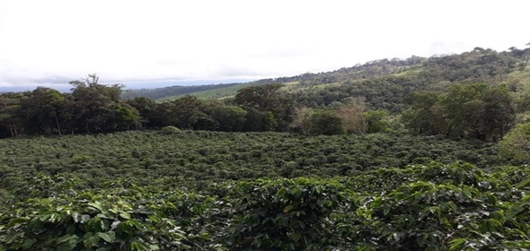 Caffe Land Ruta 43 a Rio Sereno, Santa Clara 093/083 Chiriqui Chiriqui, 04051 | Exclusive Caffe Land - Finca Cafetalera en Santa Clara