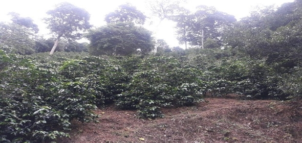 Caffe Land Ruta 43 a Rio Sereno, Santa Clara 093/083 Chiriqui Chiriqui, 04051 | Exclusive Caffe Land - Finca Cafetalera en Santa Clara