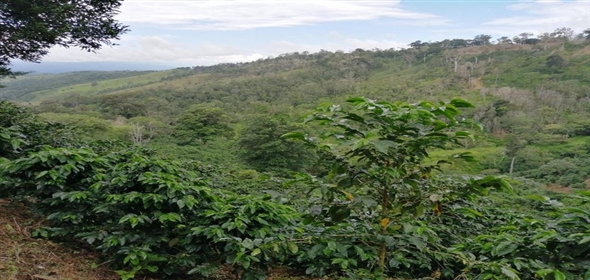 Caffe Land Ruta 43 a Rio Sereno, Santa Clara 093/083 Chiriqui Chiriqui, 04051 | Exclusive Caffe Land - Finca Cafetalera en Santa Clara