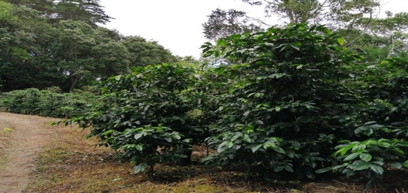 Caffe Land Ruta 43 a Rio Sereno, Santa Clara 093/083 Chiriqui Chiriqui, 04051 | Exclusive Caffe Land - Finca Cafetalera en Santa Clara