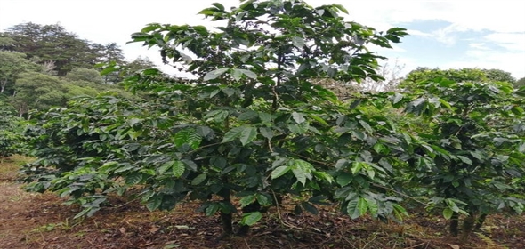 Caffe Land Ruta 43 a Rio Sereno, Santa Clara 093/083 Chiriqui Chiriqui, 04051 | Exclusive Caffe Land - Finca Cafetalera en Santa Clara