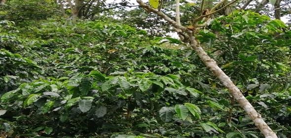 Caffe Land Ruta 43 a Rio Sereno, Santa Clara 093/083 Chiriqui Chiriqui, 04051 | Exclusive Caffe Land - Finca Cafetalera en Santa Clara