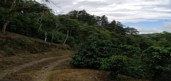 Caffe Land Ruta 43 a Rio Sereno, Santa Clara 093/083 Chiriqui Chiriqui, 04051 | Exclusive Caffe Land - Finca Cafetalera en Santa Clara