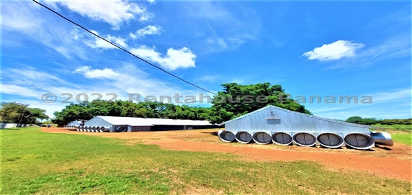 Carretera Panamericana entrada Los Pinos Aguadulce Cocle,  | Poultry farm