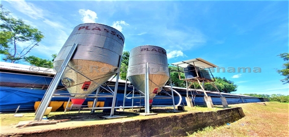 Carretera Panamericana entrada Los Pinos Aguadulce Cocle,  | Poultry farm
