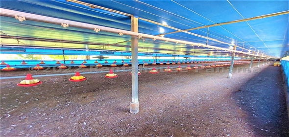 Carretera Panamericana entrada Los Pinos Aguadulce Cocle,  | Poultry farm