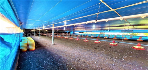 Carretera Panamericana entrada Los Pinos Aguadulce Cocle,  | Poultry farm