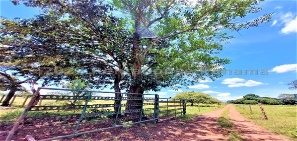 Carretera Panamericana entrada Los Pinos Aguadulce Cocle,  | Poultry farm