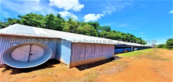 Carretera Panamericana entrada Los Pinos Aguadulce Cocle,  | Poultry farm
