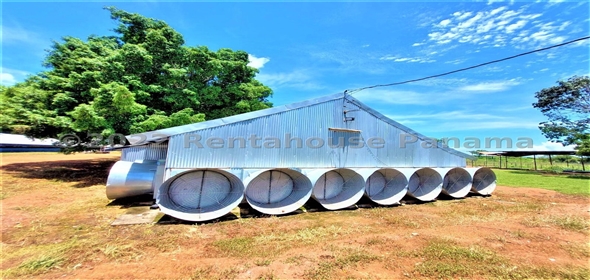 Carretera Panamericana entrada Los Pinos Aguadulce Cocle,  | Poultry farm