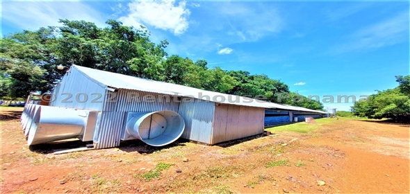 Carretera Panamericana entrada Los Pinos Aguadulce Cocle,  | Poultry farm