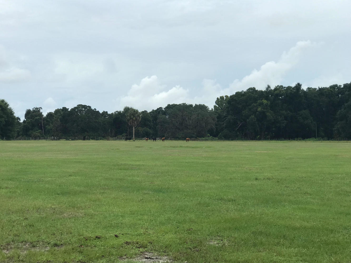 Commercial Property for Sale in Wildwood Florida 34785