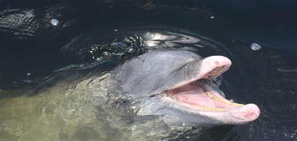 6543 Coliseum BOULEVARD Port Charlotte Florida, 33981 | RARELY AVAILABLE TWO CAR GARAGE Single Family Home