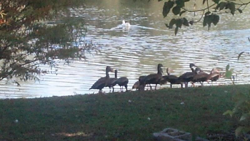 Office for Sale in 1034 Florida 34748