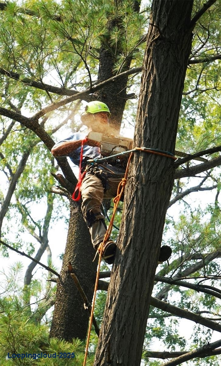Tree Trimming & Stump Removal Business