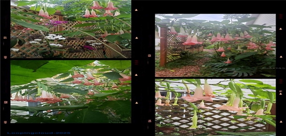 4326 BRACKENWOOD COURT Sarasota Florida, 34232 | Beautiful Home in Sarasota