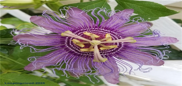 4326 BRACKENWOOD COURT Sarasota Florida, 34232 | Beautiful Home in Sarasota