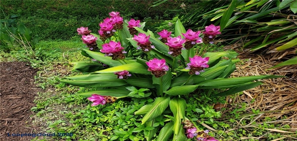 4326 BRACKENWOOD COURT Sarasota Florida, 34232 | Beautiful Home in Sarasota