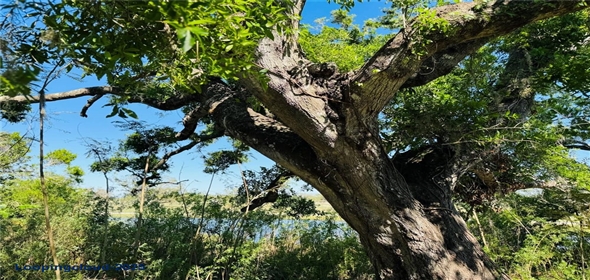 306 BARLOW AVENUE #77 Sarasota Florida, 34232 | Prime Location in Sarasota