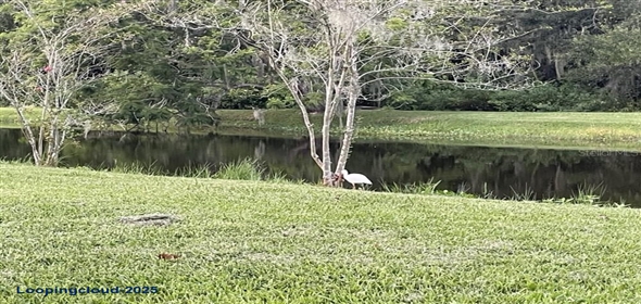 116 LOQUAT LANE Sarasota Florida, 34232 | Exclusive Vacant Land