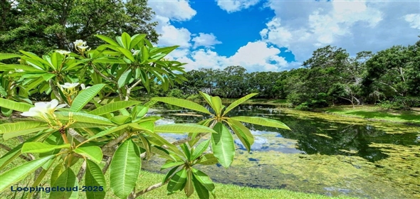 92 TALL TREES COURT Sarasota Florida, 34232 | Beautiful Home in Sarasota