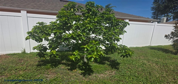 2606 CEDAR BLUFF LANE Ocoee Florida, 34761 | Single Family Residence 3 Bedrooms 1664SqFt at OCOEE