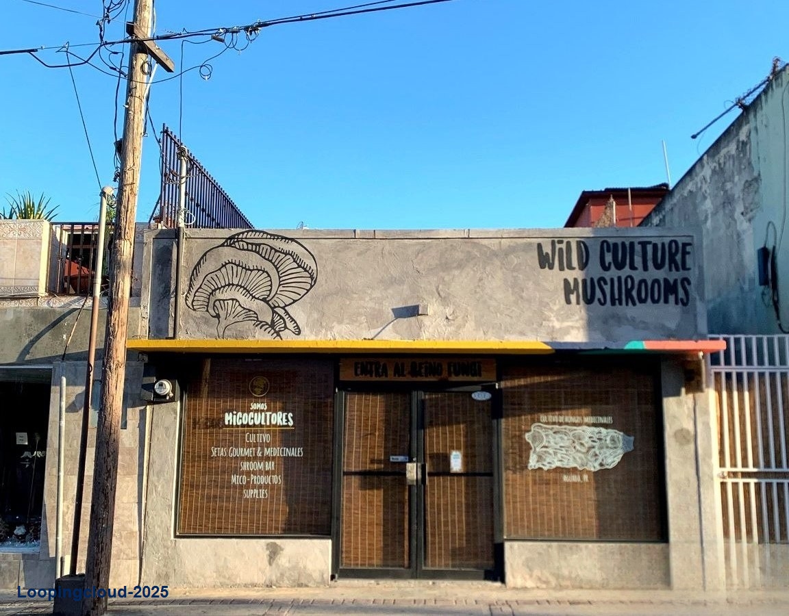 Commercial Property for Sale in Aguadilla Puerto Rico 00602