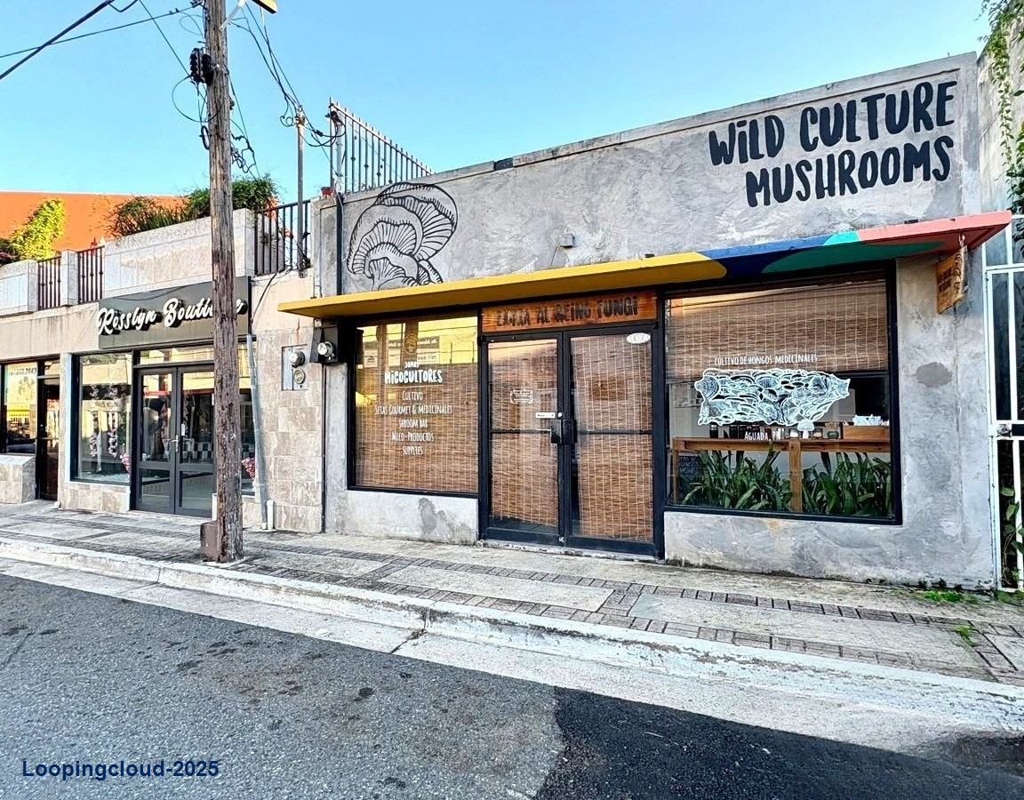 Commercial Property for Sale in Aguadilla Puerto Rico 00602