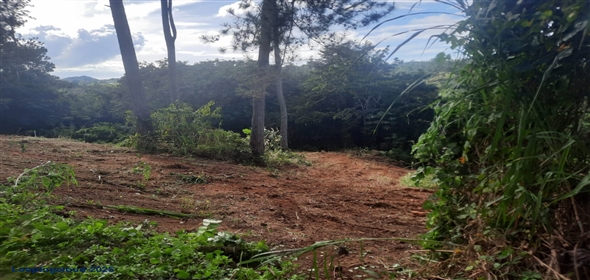 Bo. Naranjo Aguadilla Puerto Rico, 00676 | 53456, 3.07 acres of privacy, fertile soil, and flowing water