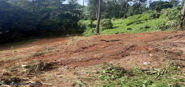 Bo. Naranjo Aguadilla Puerto Rico, 00676 | 53456, 3.07 acres of privacy, fertile soil, and flowing water