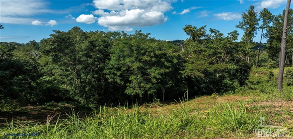 Bo. Naranjo Aguadilla Puerto Rico, 00676 | 53456, 3.07 acres of privacy, fertile soil, and flowing water