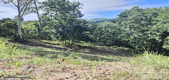 Bo. Naranjo Aguadilla Puerto Rico, 00676 | 53456, 3.07 acres of privacy, fertile soil, and flowing water